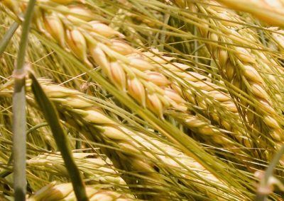 Cereali e dintorni: Saliscendi dopo l’USDA