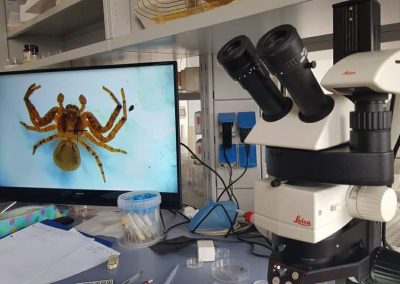 Intervista all’Aracnologo: Dai ragni che sputano e sognano alle manipolazioni genetiche sugli insetti